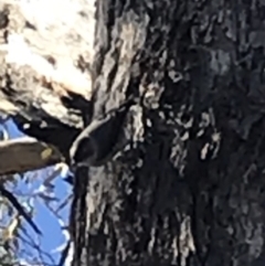 Daphoenositta chrysoptera (Varied Sittella) at Mount Pleasant - 11 Jun 2019 by leith7