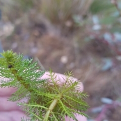 Myriophyllum sp. (Water-milfoil) at Amaroo, ACT - 10 Jun 2019 by MichaelMulvaney