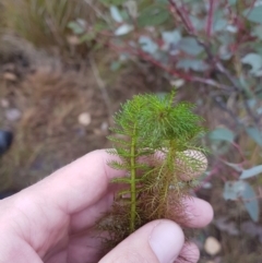 Myriophyllum sp. at Amaroo, ACT - 11 Jun 2019