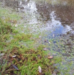 Myriophyllum sp. at Amaroo, ACT - 11 Jun 2019