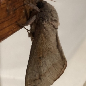 Oxycanus silvanus at Monash, ACT - 11 Jun 2019