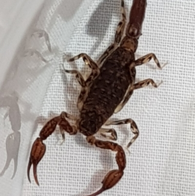 Unidentified Scorpion (Scorpionidae) at Surf Beach, NSW - 11 Jun 2019 by Suemeade