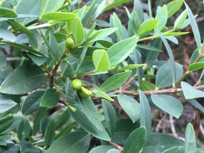 Wikstroemia indica (Bootlace Bush, Tie Bush) at Mollymook Beach, NSW - 5 Jun 2019 by Cate