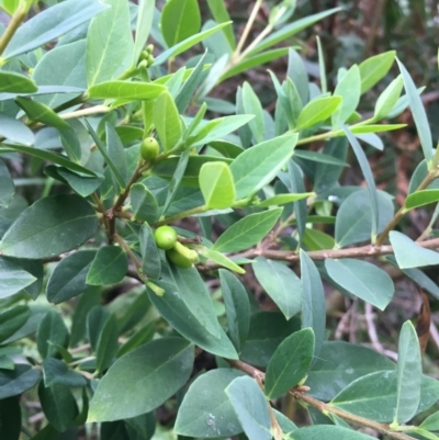Wikstroemia indica (Bootlace Bush, Tie Bush) at Mollymook Beach, NSW - 5 Jun 2019 by Cate