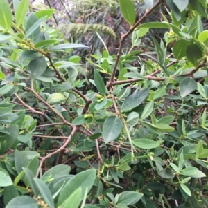 Wikstroemia indica at Mollymook Beach, NSW - 5 Jun 2019