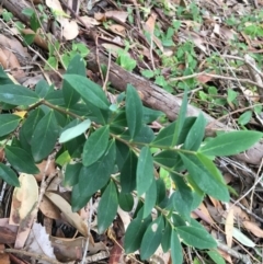 Wikstroemia indica at Mollymook Beach, NSW - 5 Jun 2019