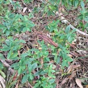 Wikstroemia indica at Mollymook Beach, NSW - 5 Jun 2019