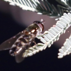 Melangyna sp. (genus) (Hover Fly) at Majura, ACT - 11 Jun 2019 by jbromilow50