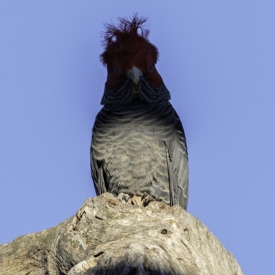 Callocephalon fimbriatum (Gang-gang Cockatoo) at Hughes, ACT - 31 May 2019 by BIrdsinCanberra