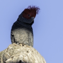 Callocephalon fimbriatum at Hughes, ACT - 1 Jun 2019