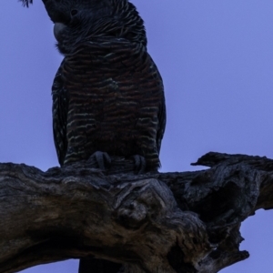 Callocephalon fimbriatum at Hughes, ACT - 1 Jun 2019