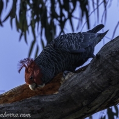 Callocephalon fimbriatum (Gang-gang Cockatoo) at Red Hill to Yarralumla Creek - 31 May 2019 by BIrdsinCanberra
