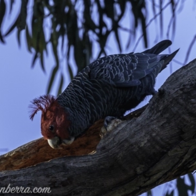 Callocephalon fimbriatum (Gang-gang Cockatoo) at Red Hill to Yarralumla Creek - 31 May 2019 by BIrdsinCanberra