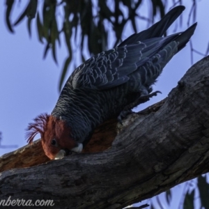 Callocephalon fimbriatum at Hughes, ACT - 1 Jun 2019