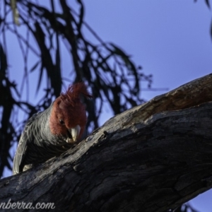 Callocephalon fimbriatum at Hughes, ACT - 1 Jun 2019