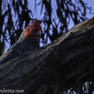 Callocephalon fimbriatum at Hughes, ACT - 1 Jun 2019