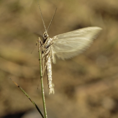 Philobota (genus) (Unidentified Philobota genus moths) at Deakin, ACT - 1 Jun 2019 by BIrdsinCanberra