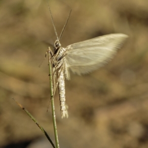 Philobota (genus) at Deakin, ACT - 1 Jun 2019