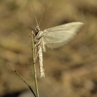 Philobota (genus) (Unidentified Philobota genus moths) at Deakin, ACT - 31 May 2019 by BIrdsinCanberra