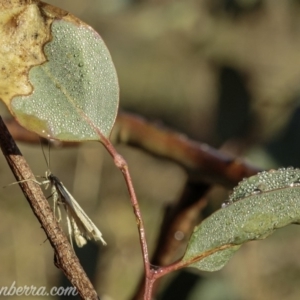 Philobota (genus) at Deakin, ACT - 1 Jun 2019