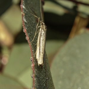 Philobota (genus) at Deakin, ACT - 1 Jun 2019