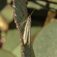 Philobota (genus) at Deakin, ACT - 1 Jun 2019