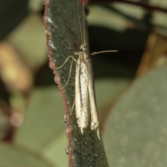 Philobota (genus) at Deakin, ACT - 1 Jun 2019