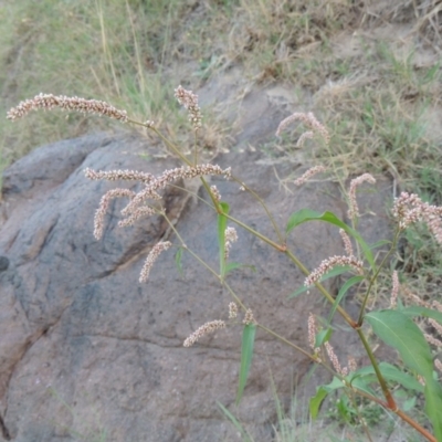 Persicaria lapathifolia (Pale Knotweed) at Tuggeranong DC, ACT - 27 Mar 2019 by MichaelBedingfield