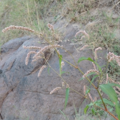 Persicaria lapathifolia (Pale Knotweed) at Point Hut to Tharwa - 27 Mar 2019 by michaelb