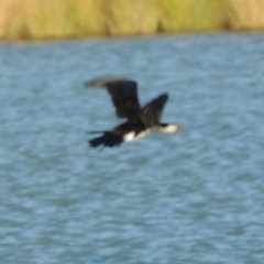 Microcarbo melanoleucos (Little Pied Cormorant) at Point Hut to Tharwa - 26 Mar 2019 by michaelb