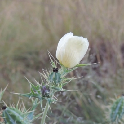 Argemone ochroleuca subsp. ochroleuca (Mexican Poppy, Prickly Poppy) at Tuggeranong DC, ACT - 27 Mar 2019 by MichaelBedingfield