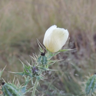 Argemone ochroleuca subsp. ochroleuca (Mexican Poppy, Prickly Poppy) at Tuggeranong DC, ACT - 27 Mar 2019 by michaelb