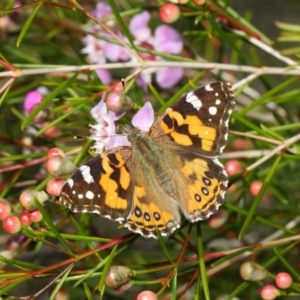 Vanessa kershawi at Acton, ACT - 11 Jun 2019