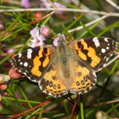 Vanessa kershawi at Acton, ACT - 11 Jun 2019