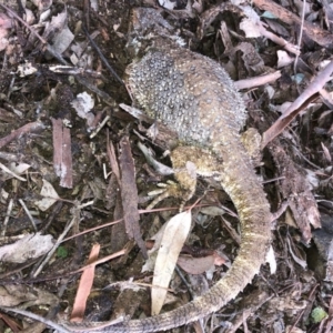 Pogona barbata at Deakin, ACT - 12 Jun 2019