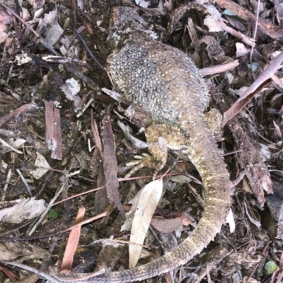 Pogona barbata (Eastern Bearded Dragon) at Red Hill Nature Reserve - 12 Jun 2019 by Ratcliffe