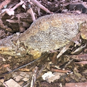 Pogona barbata at Deakin, ACT - suppressed