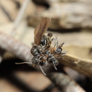 Iridomyrmex mayri at Acton, ACT - 11 Jun 2019 01:17 PM