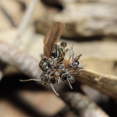 Iridomyrmex mayri at Acton, ACT - 11 Jun 2019 by TimL