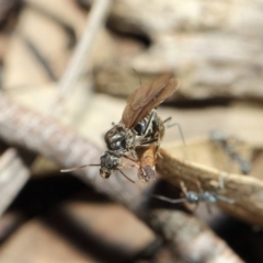 Iridomyrmex mayri at Acton, ACT - 11 Jun 2019 01:17 PM