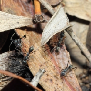 Iridomyrmex mayri at Acton, ACT - 11 Jun 2019 01:17 PM