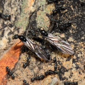 Iridomyrmex mayri at Acton, ACT - 11 Jun 2019