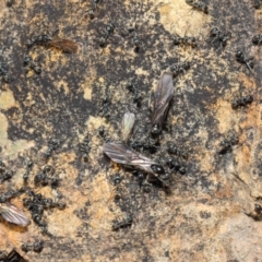 Iridomyrmex mayri at Acton, ACT - 11 Jun 2019