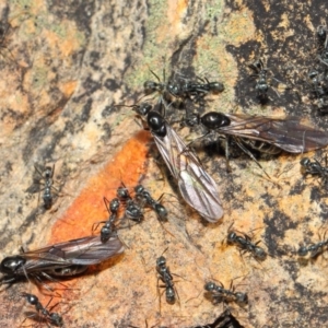 Iridomyrmex mayri at Acton, ACT - 11 Jun 2019