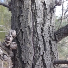 Callitris endlicheri (Black Cypress Pine) at Red Hill to Yarralumla Creek - 12 Jun 2019 by kieranh