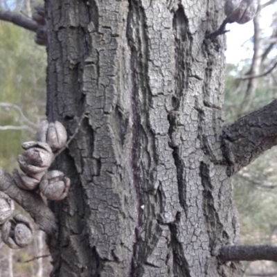Callitris endlicheri (Black Cypress Pine) at Red Hill to Yarralumla Creek - 12 Jun 2019 by kieranh