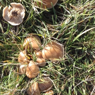 zz agaric (stem; gills white/cream) at Hughes Grassy Woodland - 12 Jun 2019 by kieranh