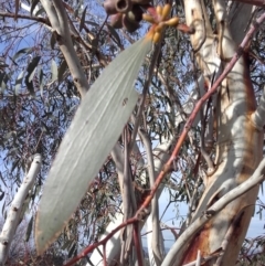 Eucalyptus pauciflora (A Snow Gum) at Hughes, ACT - 12 Jun 2019 by kieranh