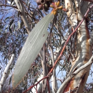 Eucalyptus pauciflora at Hughes, ACT - 12 Jun 2019