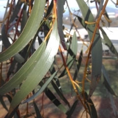 Eucalyptus pauciflora at Hughes, ACT - 12 Jun 2019